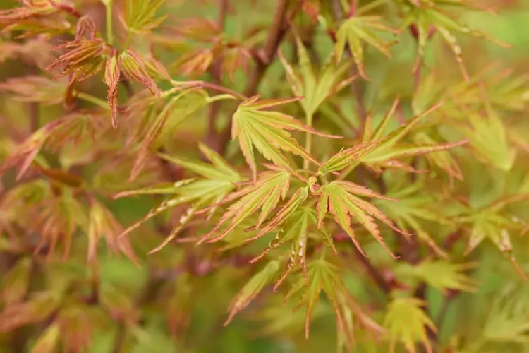 Acer Palmatum 'Crippsii' – Upright Japanese Maple Cultivar 1