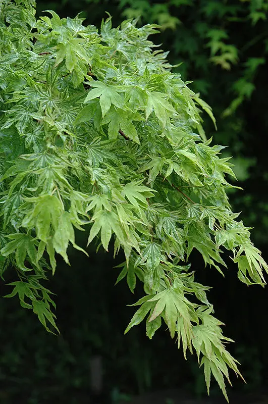 Acer Palmatum 'Higasa Yama' – Vigorous Green Japanese Maple 1