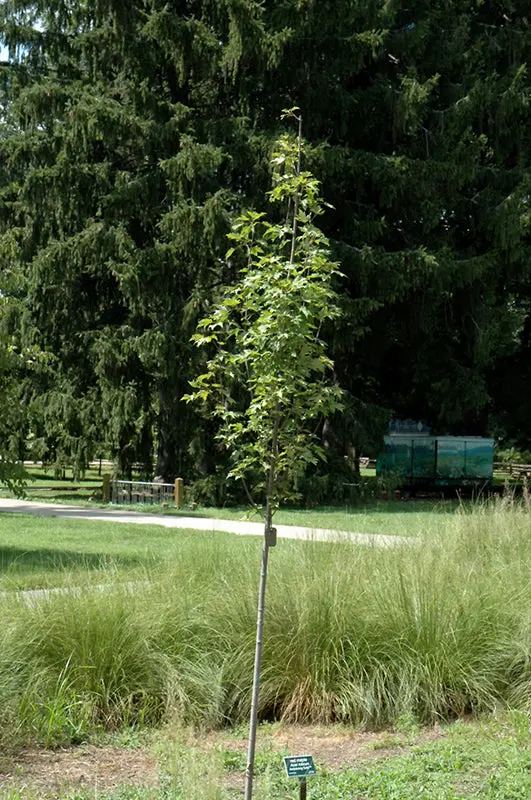 Acer Rubrum 'Armstrong Gold' – Upright Golden Red Maple 1