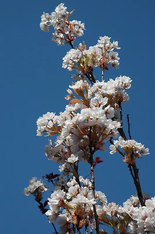 Amanogawa Flowering Cherry (Prunus Serrulata) 1