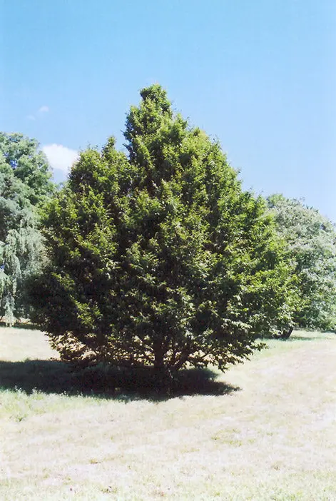 American Hornbeam – Musclewood Shade Tree 1