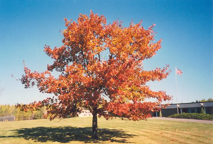 American Red Oak (Quercus Rubra) – Majestic Native Shade Tree With Brilliant Fall Color 1