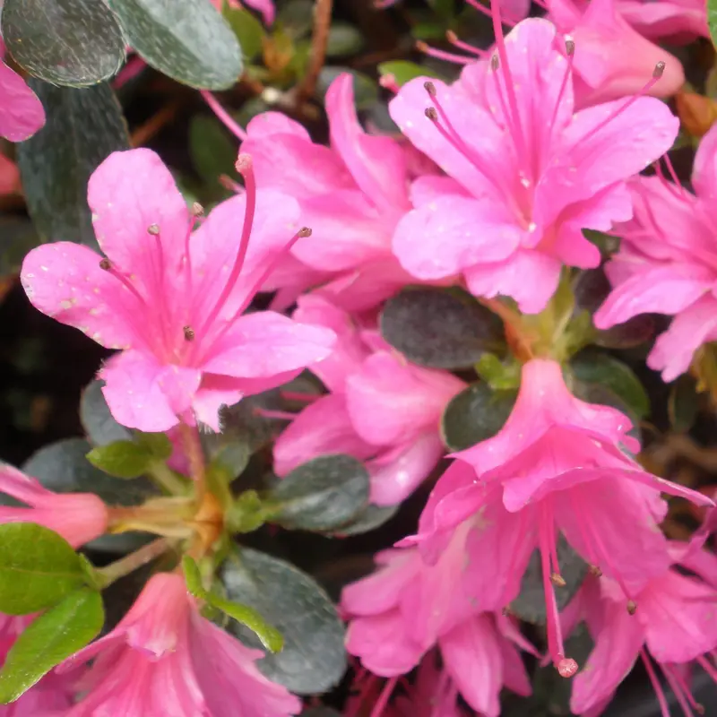 Amoena Japanese Azalea 1