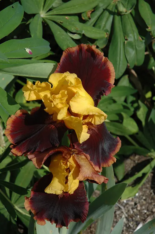 Ancient Echoes Bearded Iris (Iris Germanica 'Ancient Echoes') 1