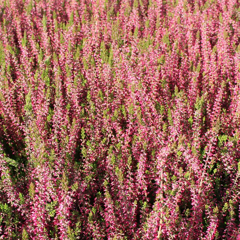 Angie Heather (Calluna Vulgaris) 1