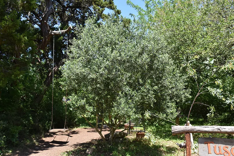 'Arbequina' Dwarf Spanish Olive (Olea Europaea) 1