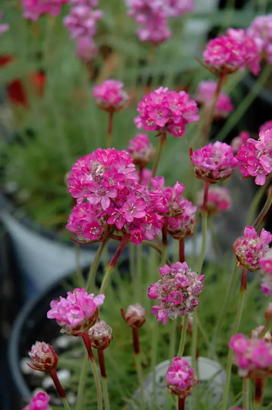 Armeria Maritima 'Splendens' – Thrift Flower 1