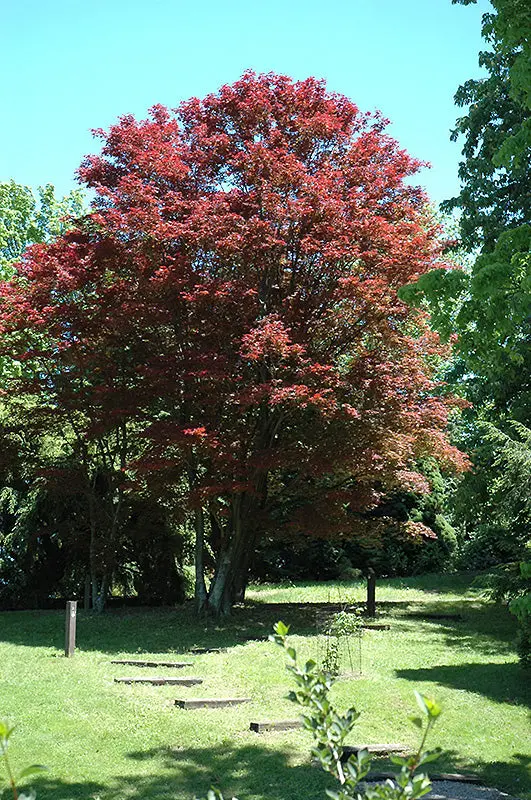 Atropurpureum Purple-Leaf Japanese Maple – Traditional Acer Palmatum Selection 1