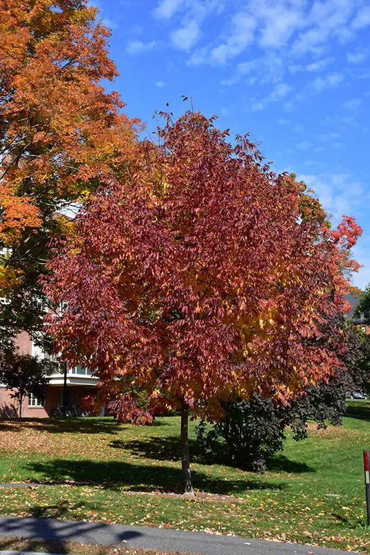 Autumn Applause White Ash Shade Tree 1