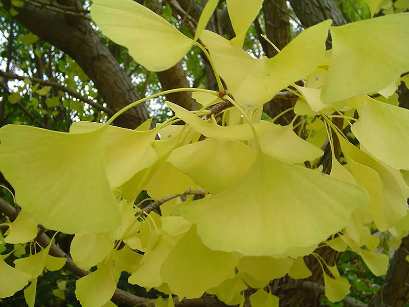 Autumn Gold Ginkgo (Ginkgo Biloba Cultivar) 1