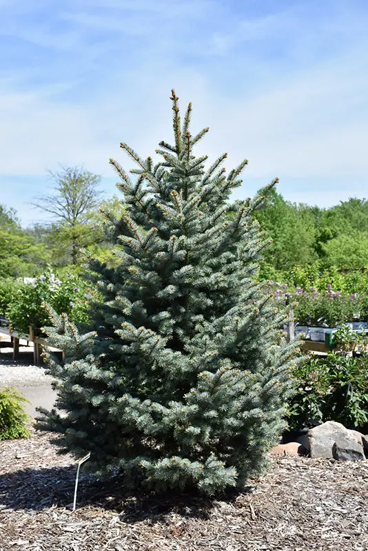 Bakeri Blue Spruce – Compact Picea Pungens Variety 1
