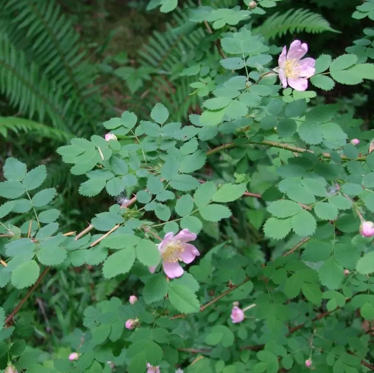 Baldhip Rose – Slender-Stemmed Native Rose 1