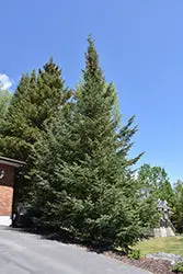 Balsam Fir (Abies Balsamea) 1