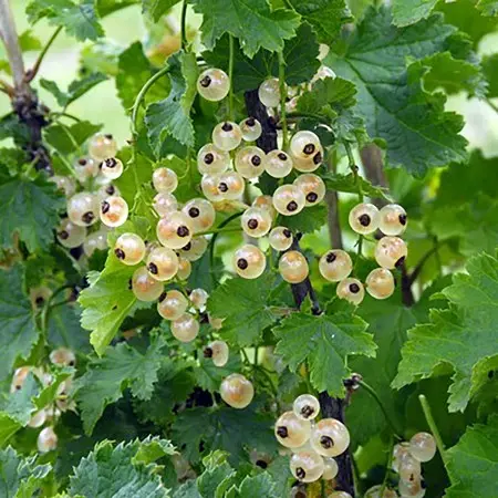 Bar-Le-Duc Currant (Ribes Spicatum 'Bar-Le-Duc') 1