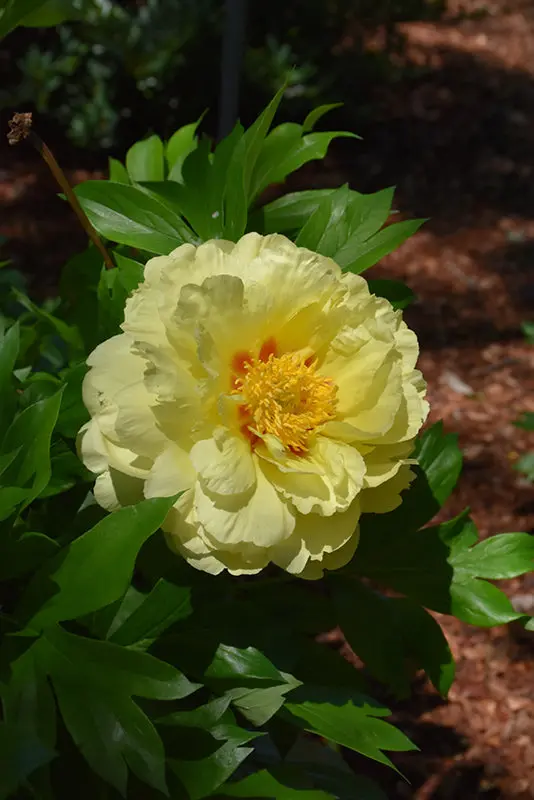 'Bartzella' Gold-Flowered Itoh Peony (Paeonia × Itoh) 1