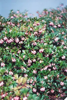 Bearberry – Arctostaphylos Uva-Ursi Low-Growing Groundcover 1