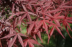 Beni Otake Japanese Maple (Acer Palmatum) 1