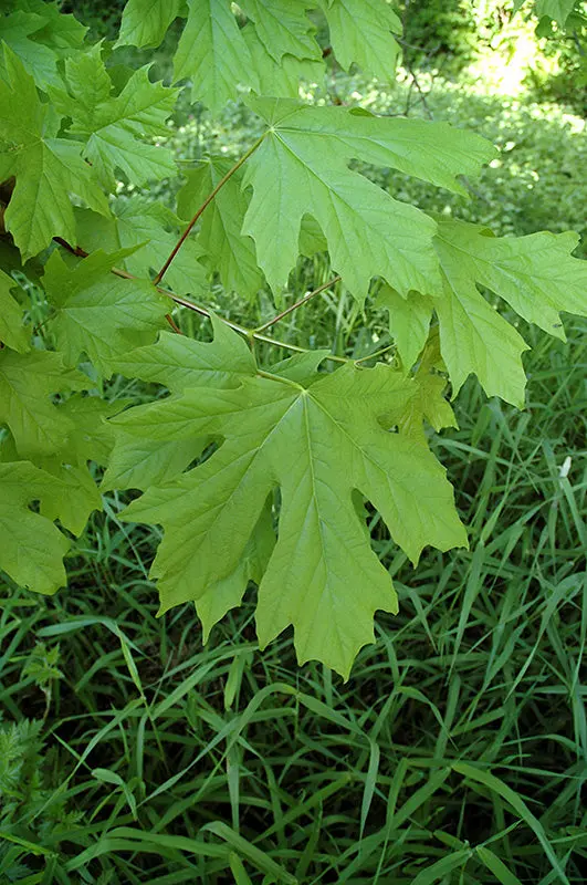 Big Leaf Maple – Acer Macrophyllum Native Tree 1