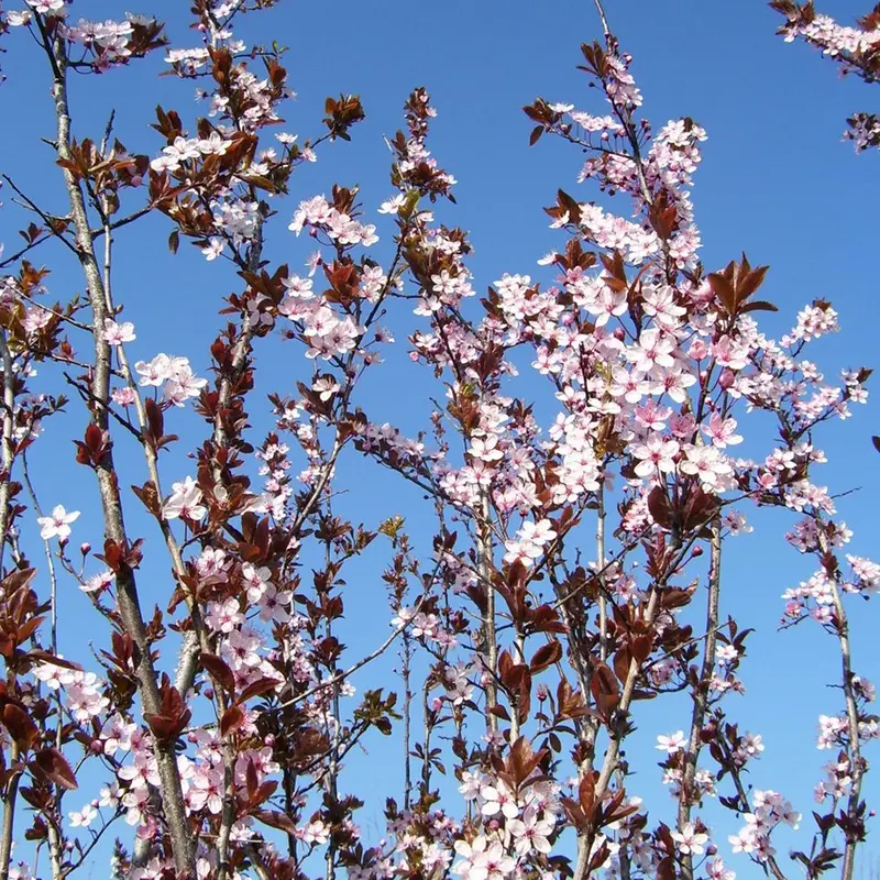 Black Cherry Plum (Prunus Cerasifera 'Nigra') 1