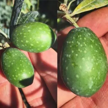 Black Pearl Olive Tree (Olea Europaea 'Black Pearl') 1