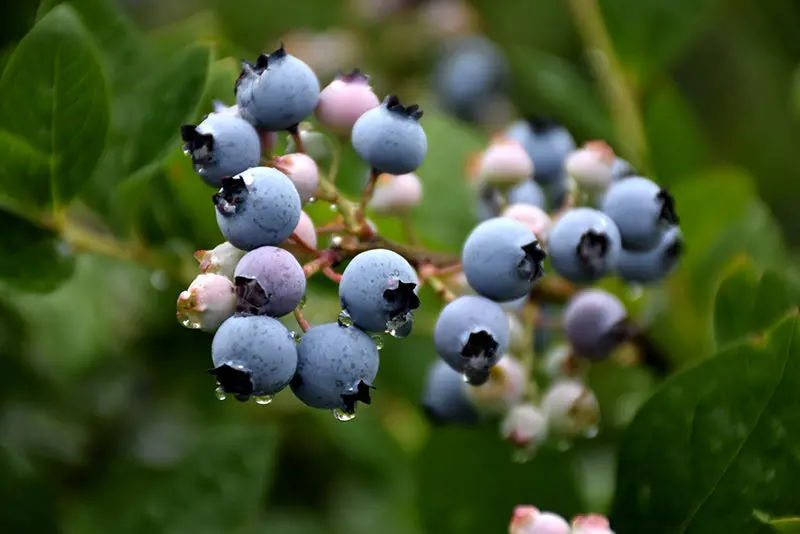 Blueberry 'Bluegold' — Upright Highbush Vaccinium Cultivar 1