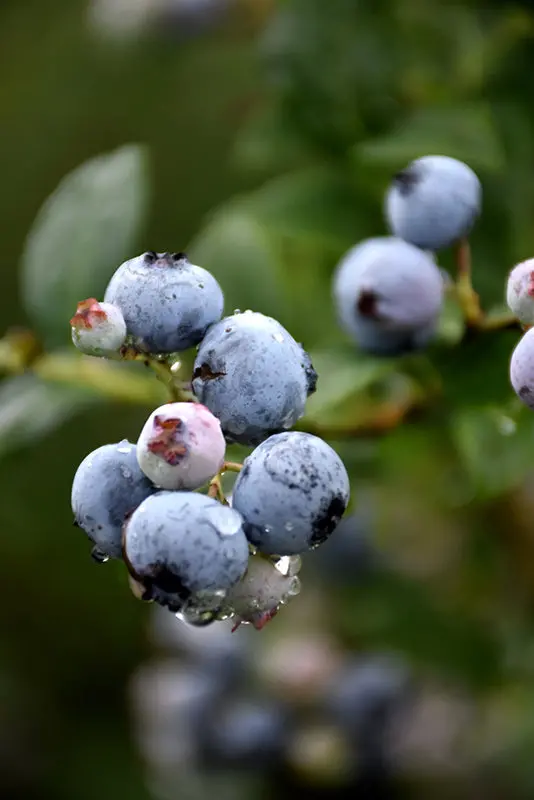 Blueberry 'Polaris' — Cold-Hardy Vaccinium Corymbosum 1