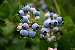 Bluecrop Blueberry – Reliable, High-Yield Highbush Variety 1