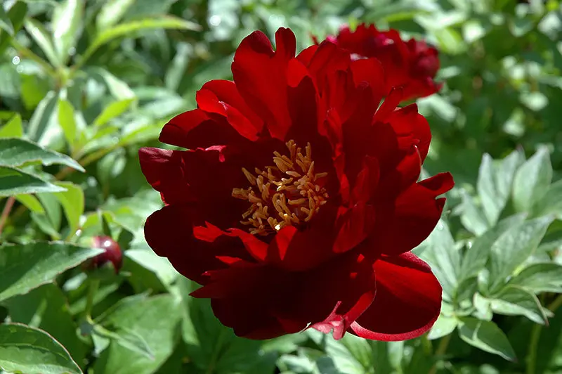 'Buckeye Belle' Deep Red Peony (Paeonia Lactiflora) 1