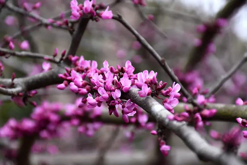 Burgundy Hearts Eastern Redbud (Cercis Canadensis 'Burgundy Hearts') 1