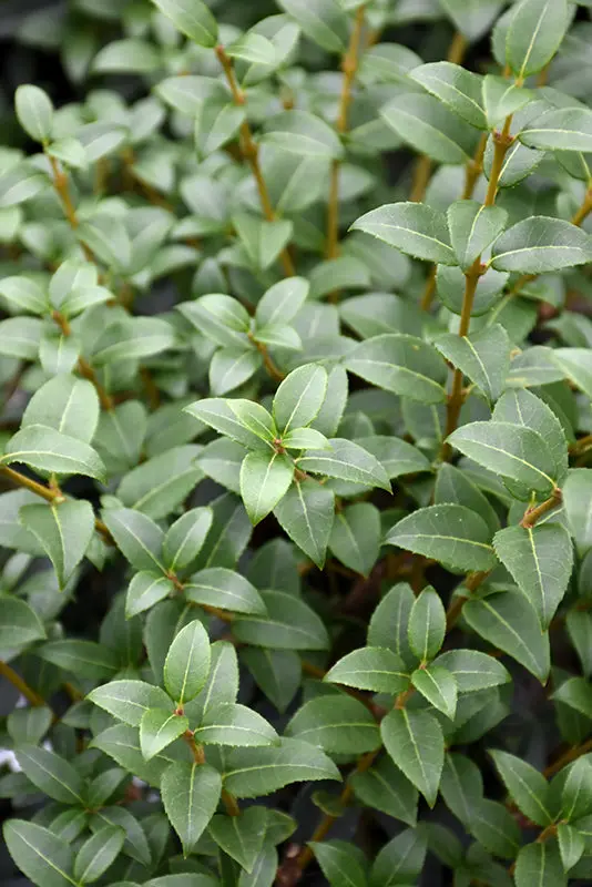 Burkwood Osmanthus (Osmanthus × Burkwoodii) 1