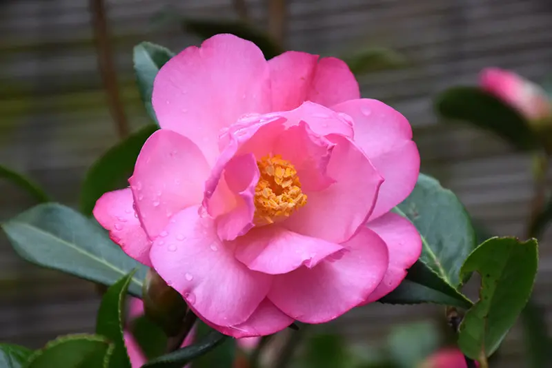 Camellia × Williamsii 'Taylor'S Perfection' – Late-Flowering Hybrid Camellia 1