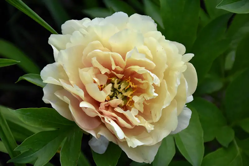 'Canary Brilliants' Yellow Itoh Peony (Paeonia × Itoh) 1