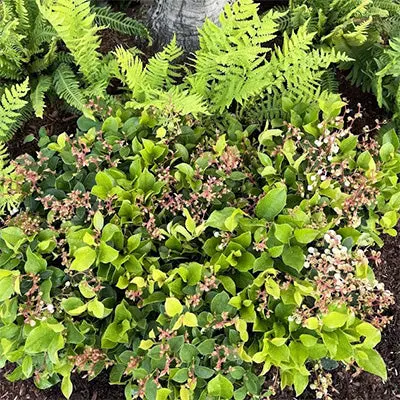 Cascade Carpet Salal (Gaultheria Shallon) 1