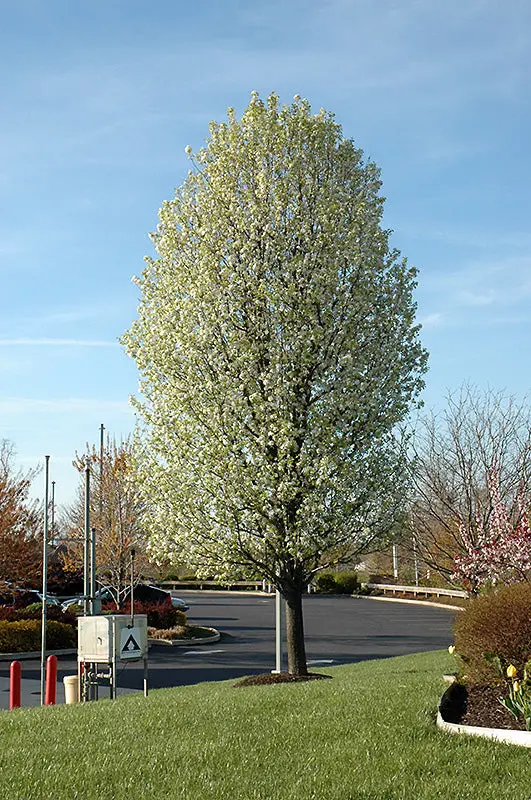 Chanticleer Ornamental Pear (Pyrus Calleryana 'Chanticleer') 1