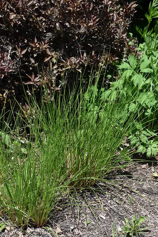 Common Rush (Juncus Effusus) 1