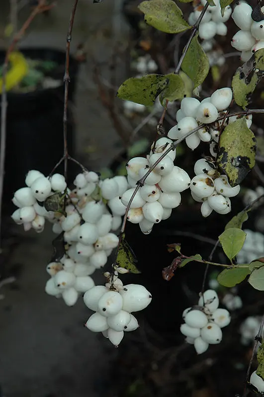 Common Snowberry (Symphoricarpos Albus) 1
