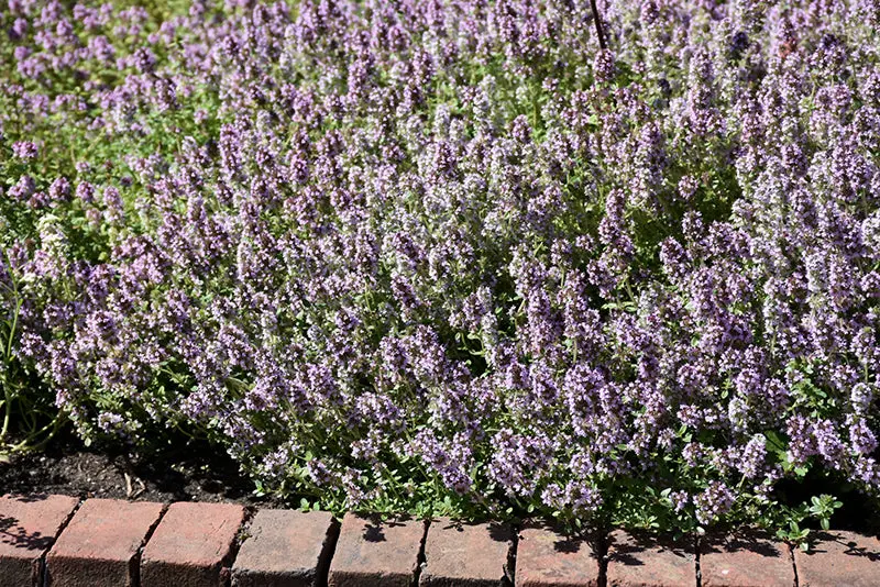 Common Thyme (Thymus Vulgaris) 1