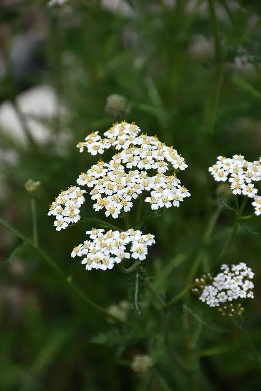 Common Yarrow (Achillea Millefolium) 1