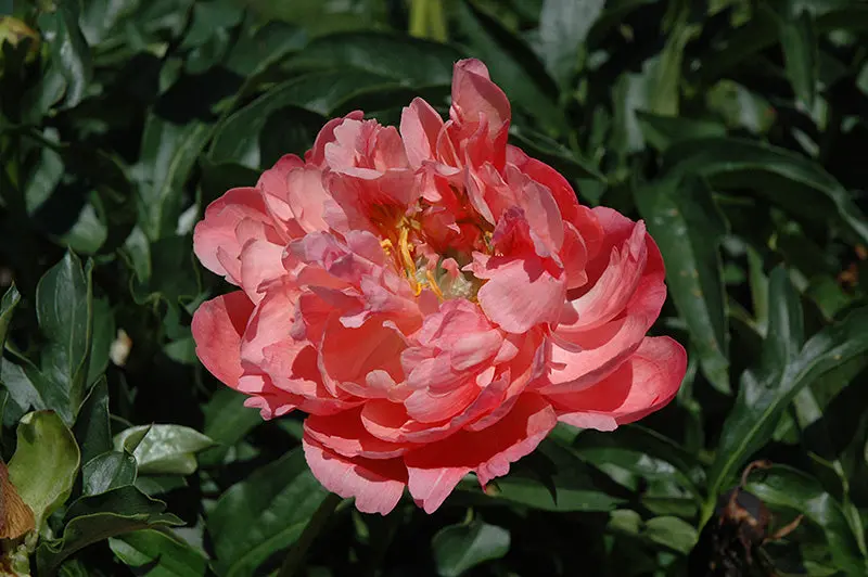 'Coral Sunset' Coral-Pink Herbaceous Peony (Paeonia Lactiflora) 1