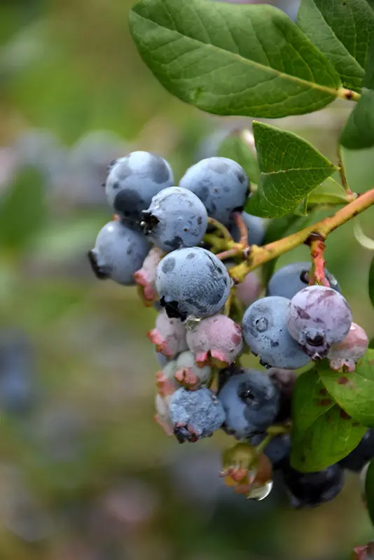 Darrow Blueberry (Vaccinium Corymbosum 'Darrow') 1