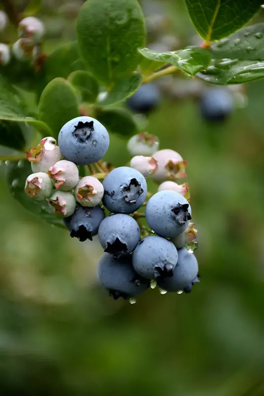 Duke Early Blueberry (Vaccinium Corymbosum 'Duke') 1