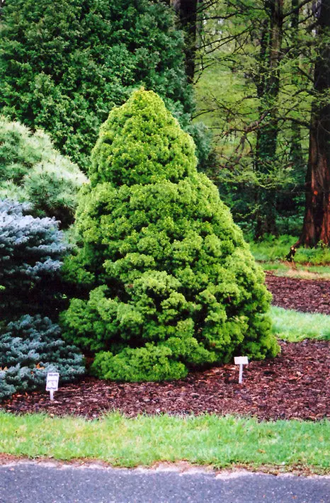 Dwarf Alberta Spruce – Picea Glauca 'Conica' 1
