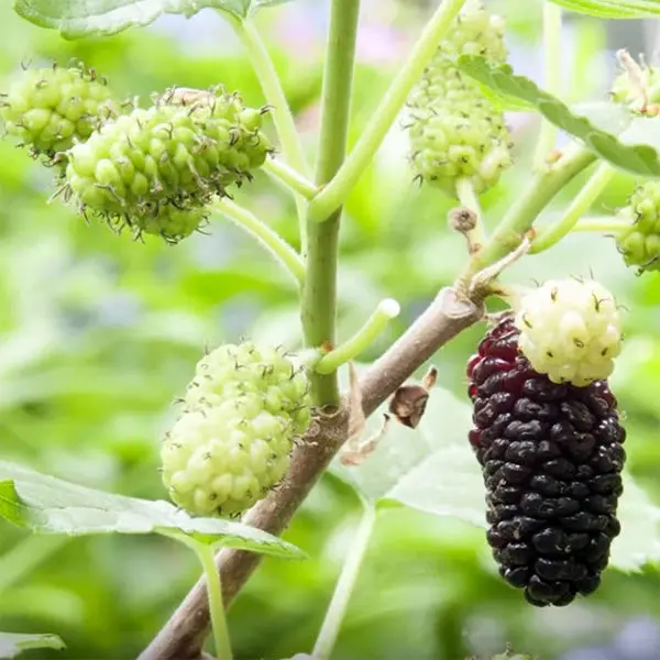 Dwarf Everbearing Black Mulberry (Morus Nigra) 1
