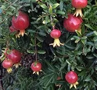 Dwarf Red Pomegranate (Punica Granatum) 1