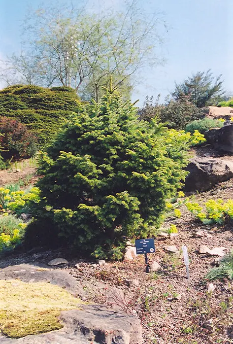 Dwarf Serbian Spruce – Picea Omorika 'Nana' 1