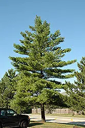 Eastern White Pine (Pinus Strobus) 1