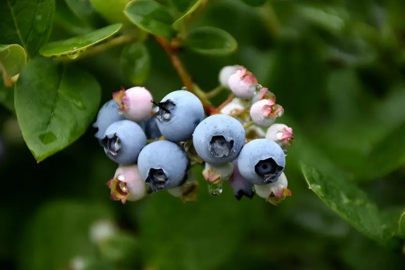 Elliott Late-Season Blueberry (Vaccinium Corymbosum 'Elliott') 1