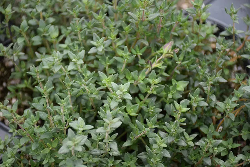 English Thyme (Thymus Vulgaris 'English') 1