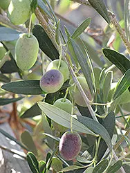 European Olive Tree (Olea Europaea) 1