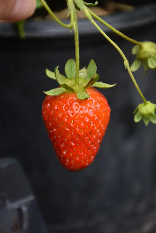 Eversweet Everbearing Strawberry (Fragaria Cultivar) 1